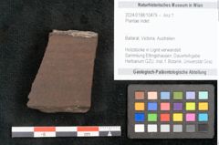 Foto (Objekt + Etikett) von Plantae indet.  (NHMW-GEO-2024-0188-10479)
